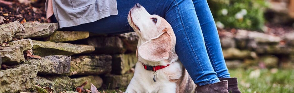 Dog looking lovingly at owner