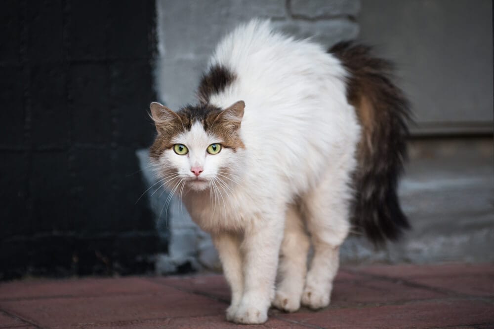 Stray long haired white Stray long haired white
