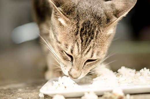 Striped cat eating rice off a white plate.