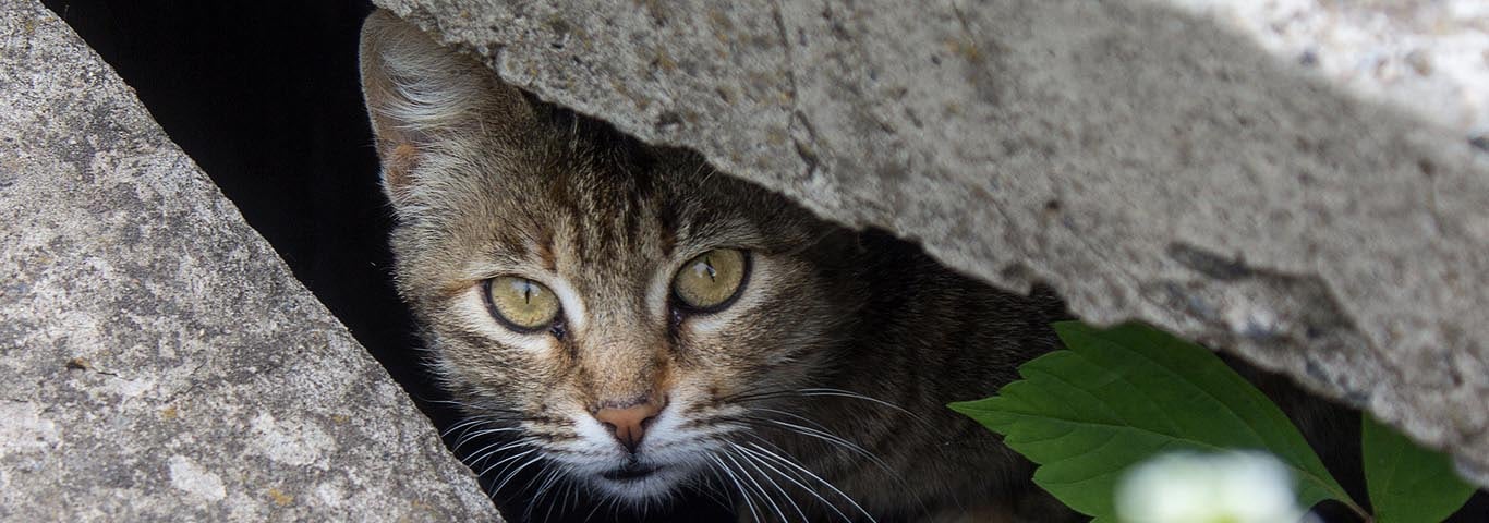Stray Cat Peeking From The Slit