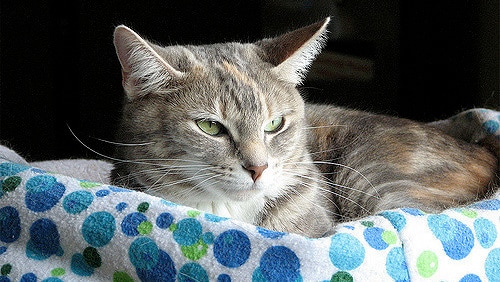 Cat with green eyes rests on a blue circle colored towel.