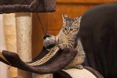 little Cat Small striped kitten playing with kitten toy standing on cat tree.