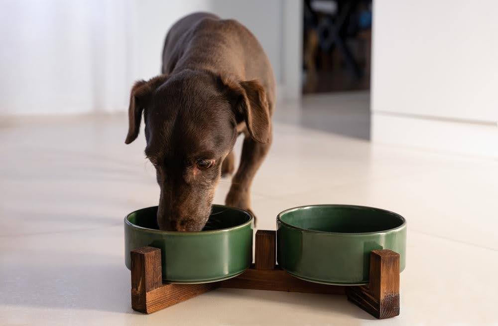 dog drink water or food for more supportive nutrition