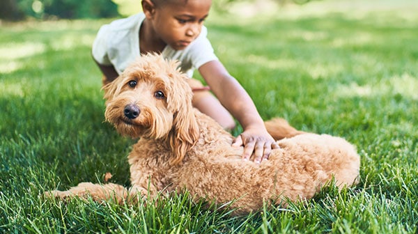image of boy petting dog