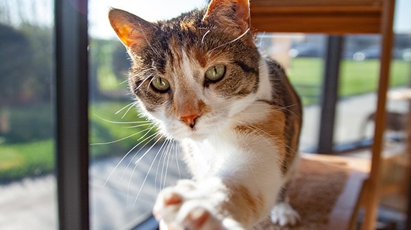 image of woman from Hill’s pet nutriton center petting cat