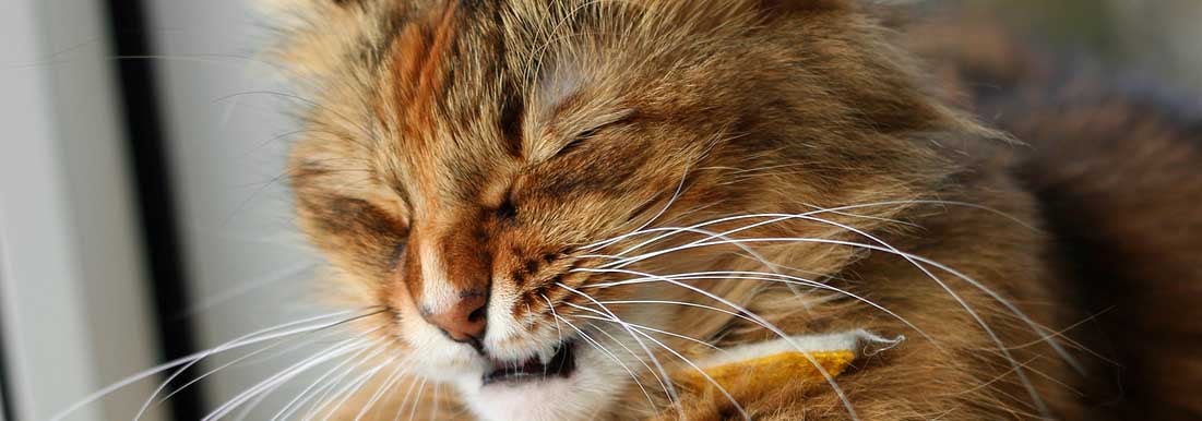 Sneezing Tabby