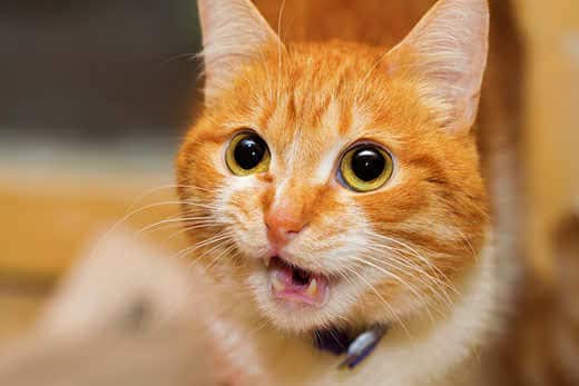 Talking red cat closeup portrait. The cat is serious and his expression is serious