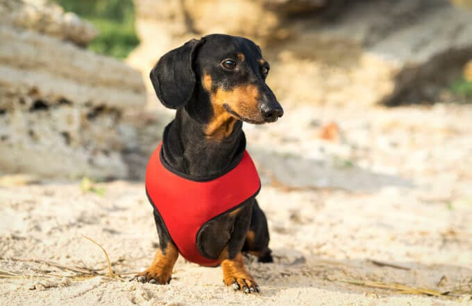 Dachshund dog in red harness