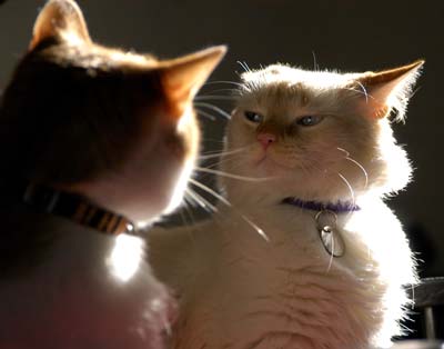 two cats, one mad,(some noise at full size)