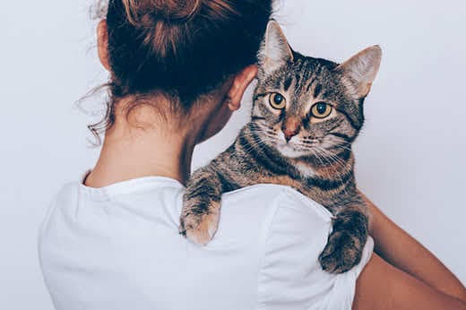 Unrecognizable young woman holding her striped cat, which looking seriously. Owner hugging pet on white background.