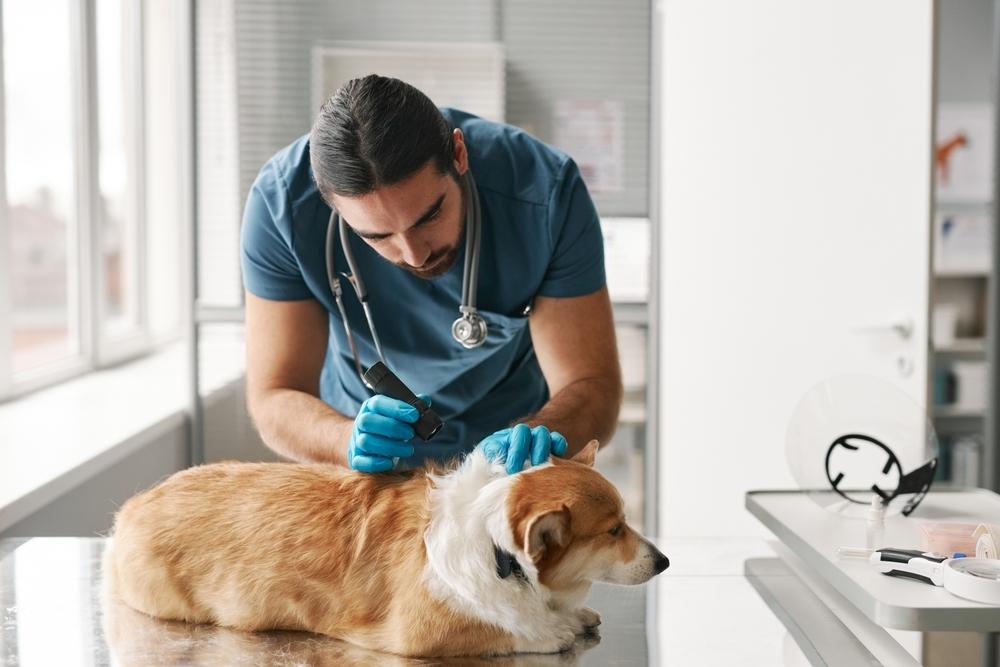 dog at the vet getting skin problem checked