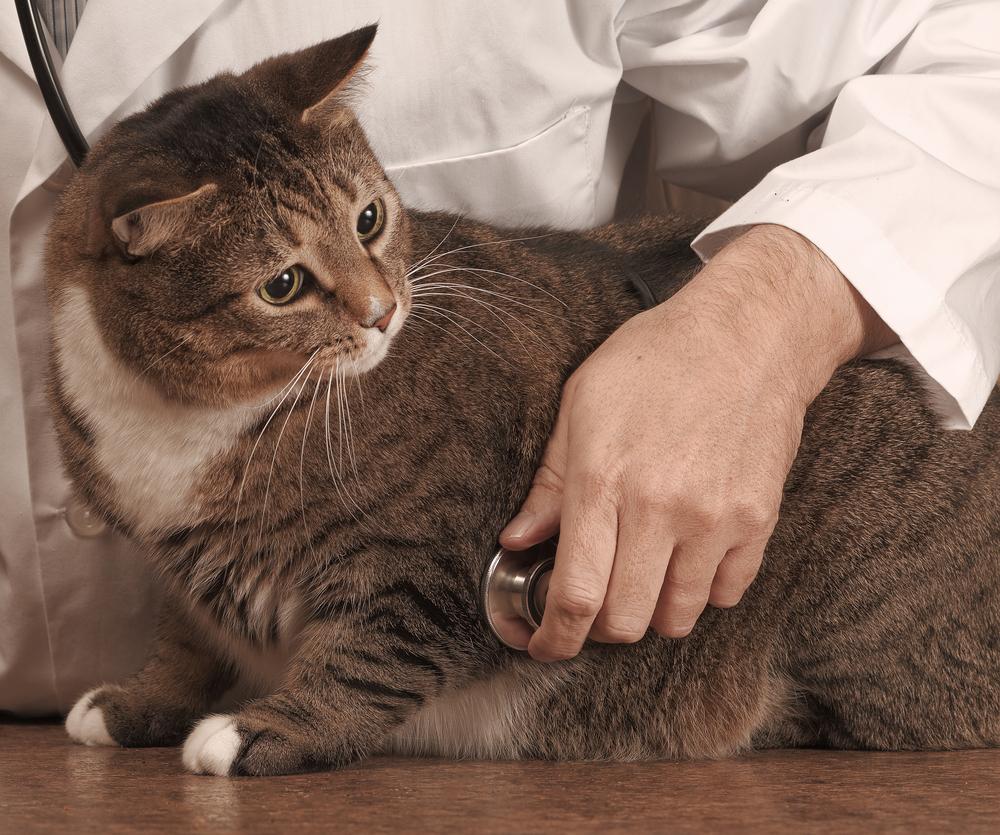veterinarian-examining-a-cat Veterinarian examining a cat