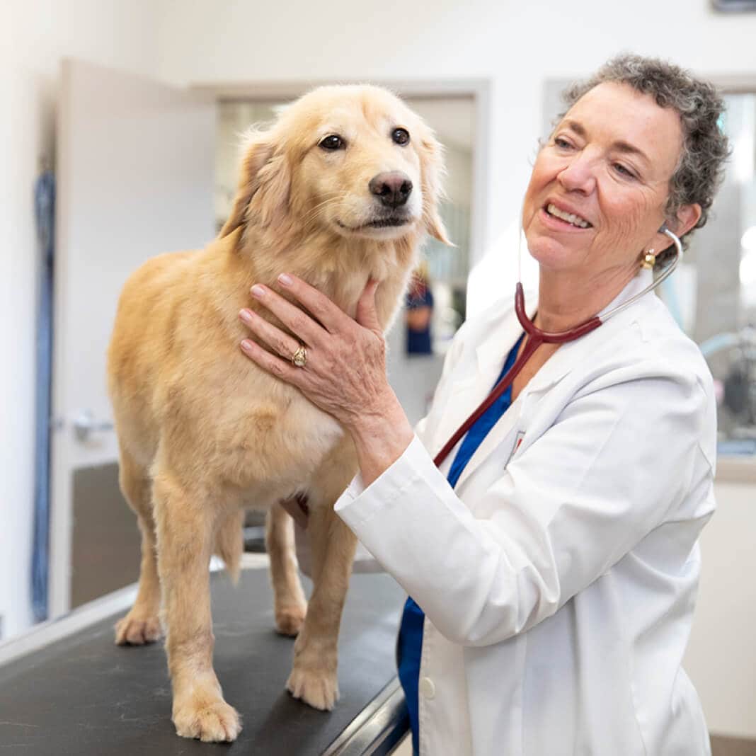 Golden Retriever on a veterinary table beside veterinarian