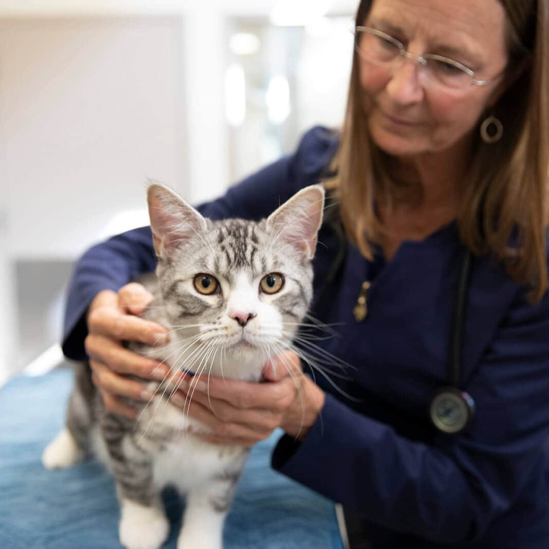 Cat on a veterinary table beside veterinarian
