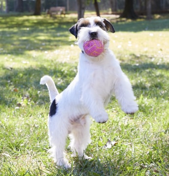 Dog with chew toy