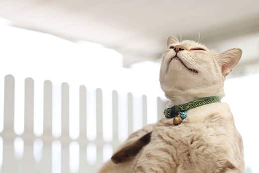 White cat in green collar scratches neck.
