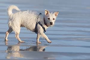 Wet dog running on beach with leash