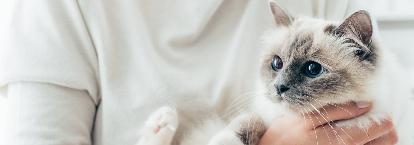 Happy Cat In Her Owner's Arms