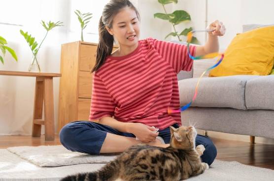 A brown and black striped cat playing with her pet owner