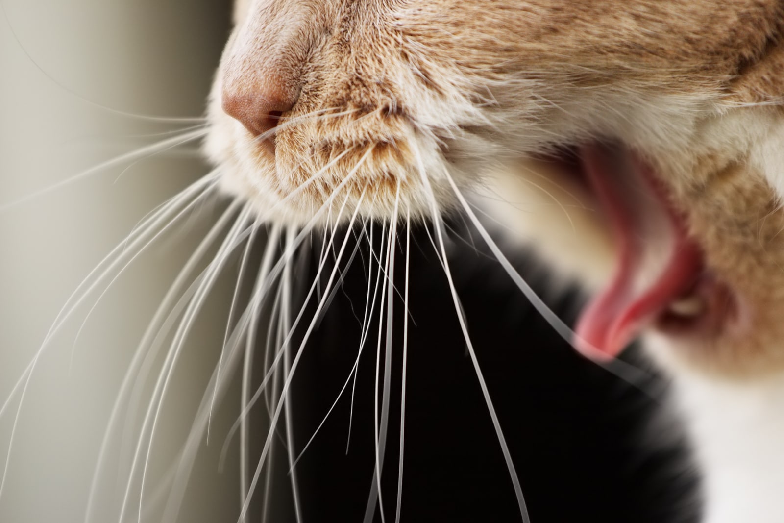 Close-up of a cat's mouth yawning