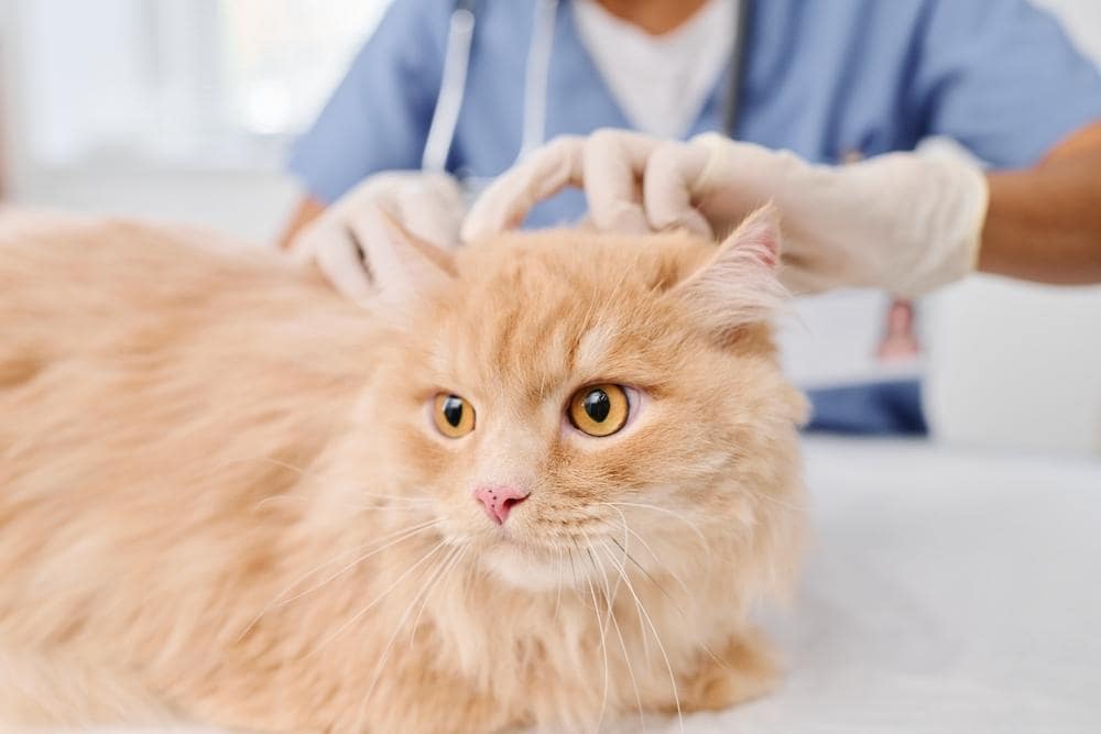 yellow cat at the vet