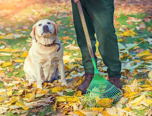 Overweight yellow lab mixed breed sits next to human holding a rake in fall setting.