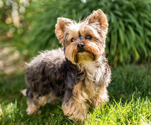 Little Yorkshire Terrier sitting outside