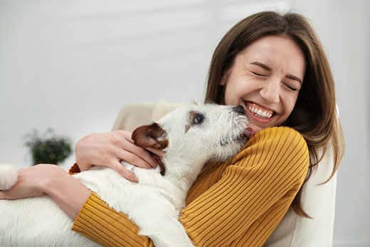 Young woman with her cute Jack Russell Terrier at home. Lovely pet