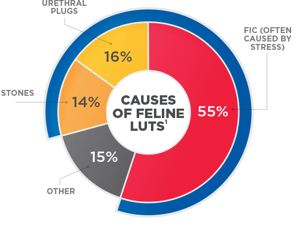 Chart showcasing causes of Feline LUTS