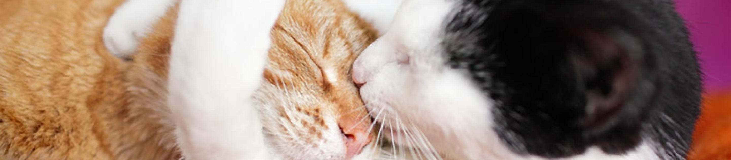 two cats cuddling