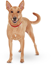 Adult Dogs