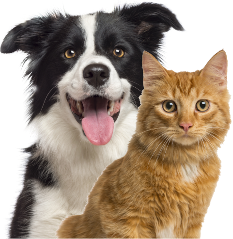 A white and black dog and an orange cat happy stare at the camera
