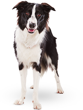 Older Dogs