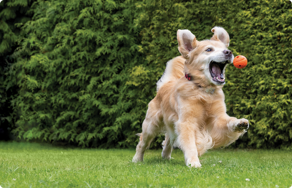 A Golden Retriever leaps to catch an orange ball in its mouth.