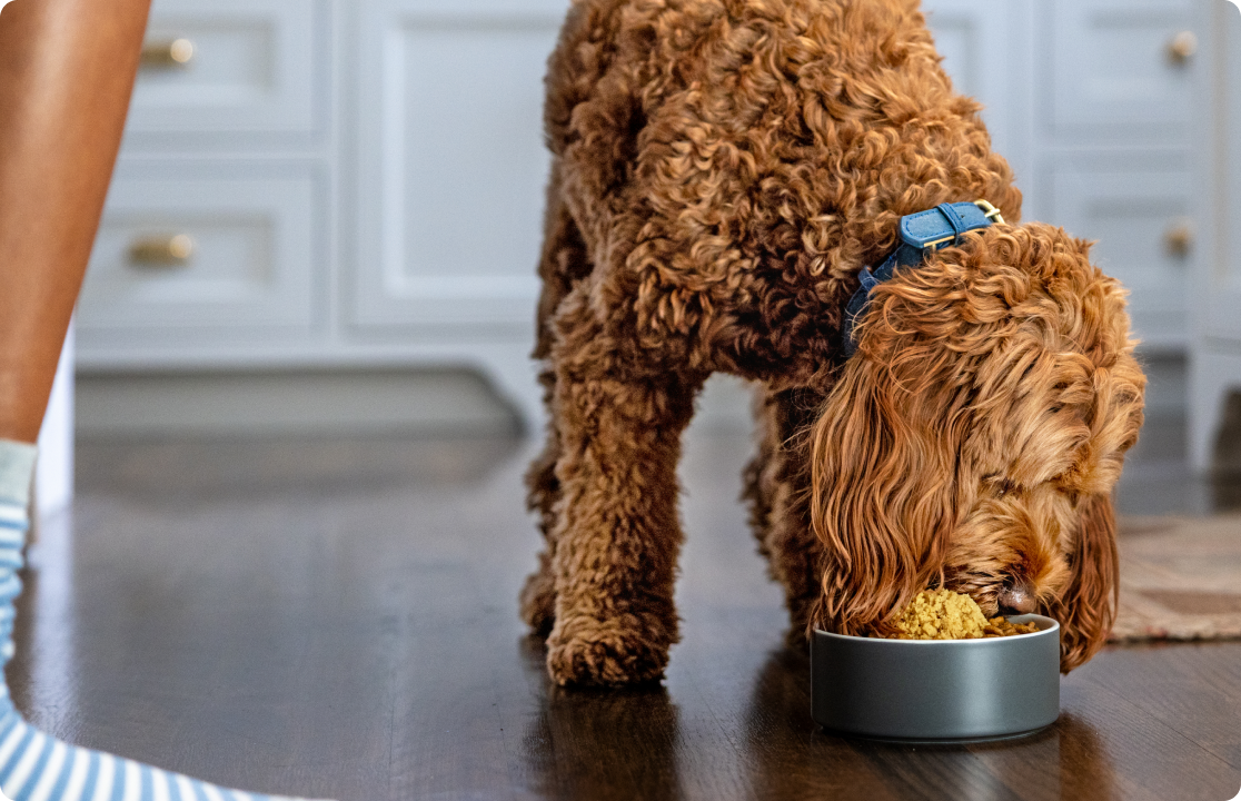 A dog enjoys a meal from a bowl.