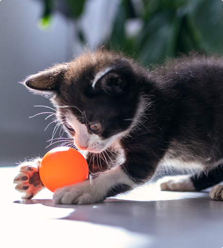 A black kitten playing with an orange ball A black kitten playing with an orange ball