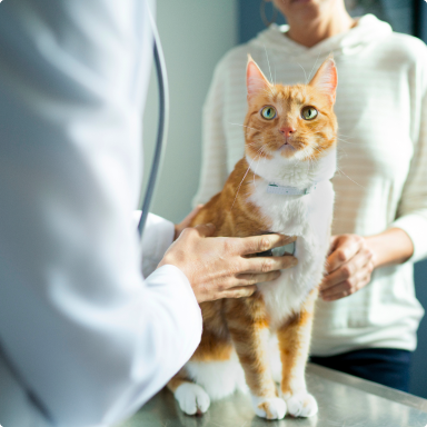 A veterinarian examines a brown cat