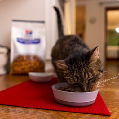 A small cat eats cat food from a bowl