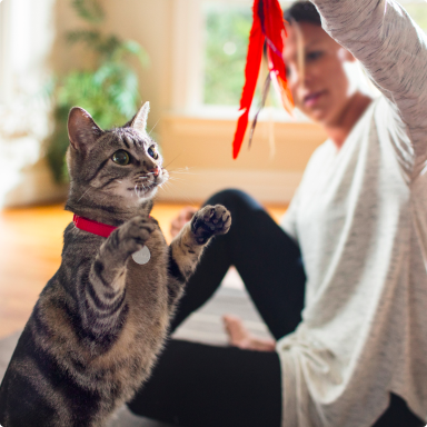 A pet parent plays with her cat