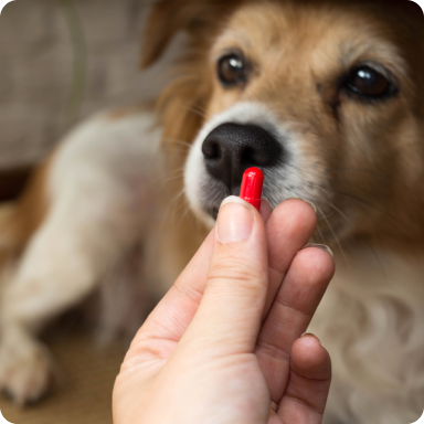 Dog about to take medicine from a person's hand.