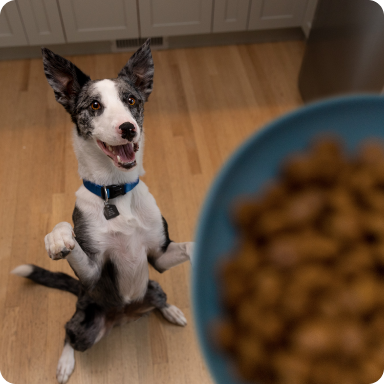 A very excited dog sits up for the food in a blue bowl.  