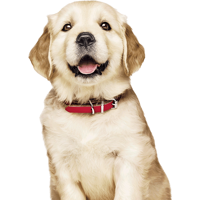 image of golden retriever puppy