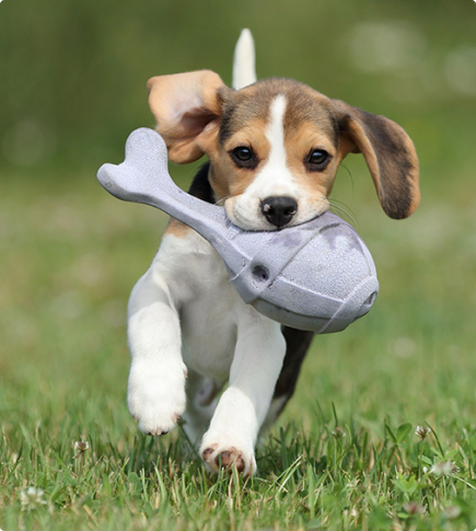 puppy running in the grass with a chew toy