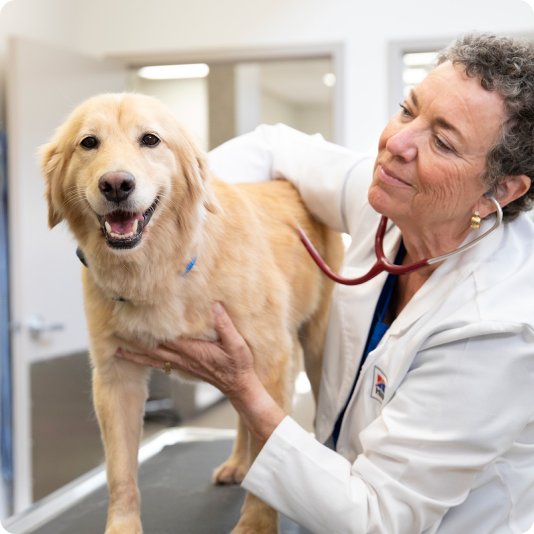 Veterinarian examining a happy golden retriever.