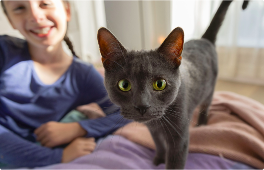 A black cat standing on the bed