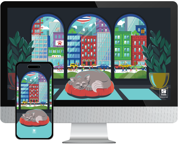 Desktop & mobile example of "Summer CityCat" pet wallpaper for phones