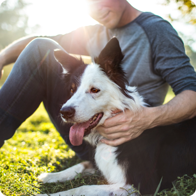 A man sits in the grass with the sun behind him and smiles as he pets his black and white Border Collie. 