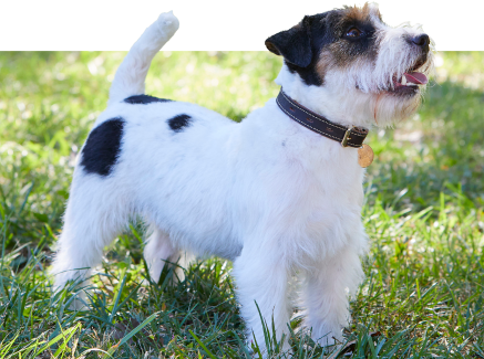 Small dog outside in green grass